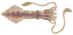 Squid